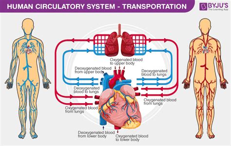 Circulatory System Diagram For Grade 5
