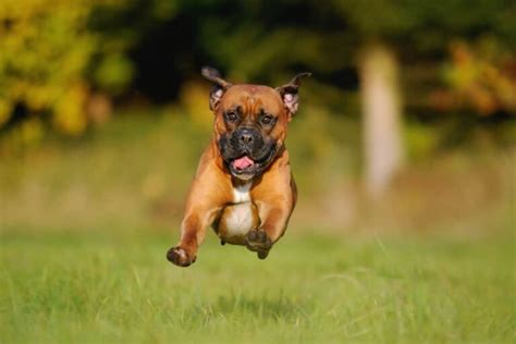 5 Ways To Train A Boxer To Come When Called Boxer Dog Diaries