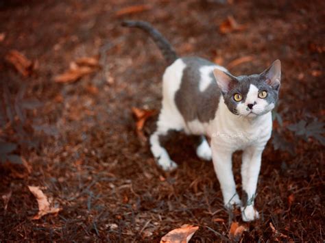 Devon Rex Nada Catz