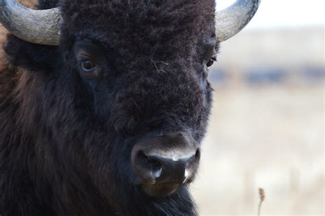 Bison At Rocky Mountain Arsenal National Wildlife Refuge Flickr