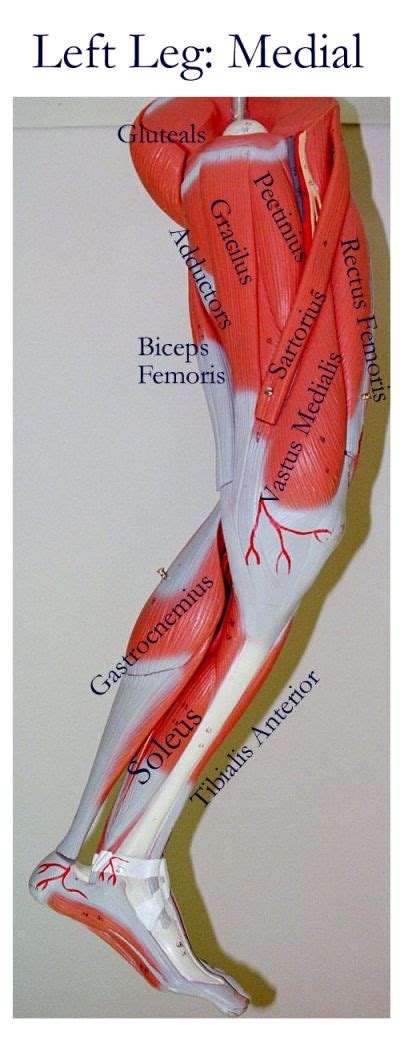 Leg Muscles Diagram Labeled Female Posterior Leg Muscles Labeled On