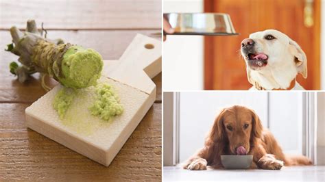 Can Dogs Eat Wasabi Is It Safe Healthy Read This First