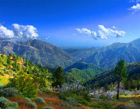 4 Stunning National Forests In Southern California