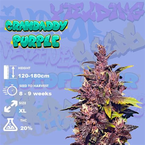 Grand Daddy Purple Strain 👴💜 Review And Information Cannabis Md 2023