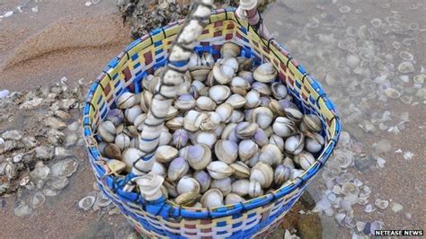 Bbc News China Thousands Dig Up Clams On Shangdong Beach