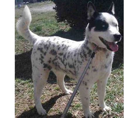 Dalmatian Husky Mix Dalusky Info Pictures And Facts Zooawesome