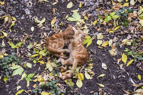 Red Cats Play Outdoors In Autumn Leaves On The Ground Stock Image