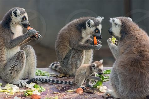 The Ring Tailed Lemurs Lemur Catta Eating In Beijing Zoo By Mirko