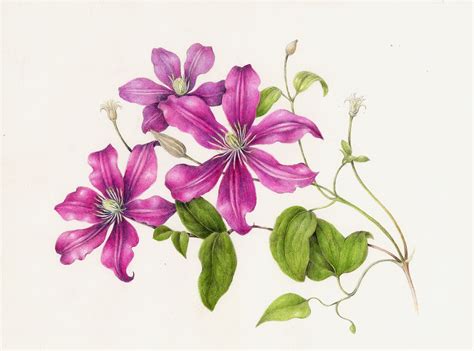 Flowers Gallery — Botanical Artist And Illustrator Learn To Draw Art