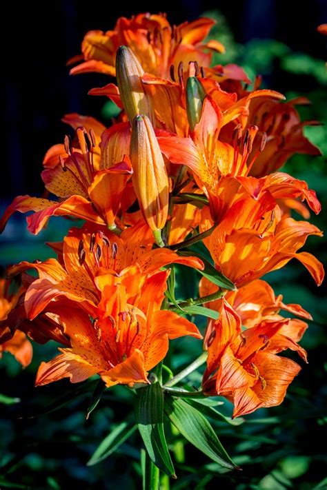 Feuer Lilie Lilium Bulbiferum Kostenloses Foto Auf Pixabay