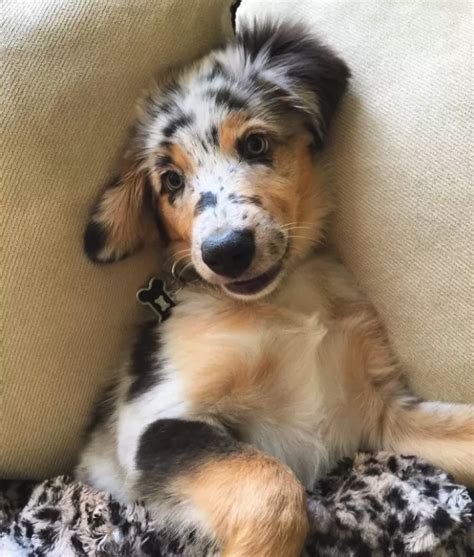 17 Reasons Australian Shepherds Are The Absolute Worst Pawmygosh