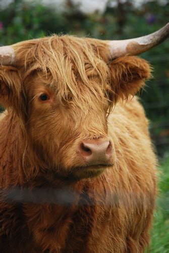 Very Wet Highland Cow Sskelman Flickr