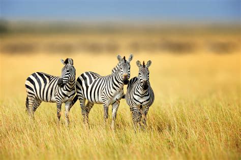 Zebra • Africa Travel Centre