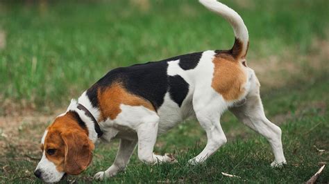 Razas Perros Caza 5 Perros Cazadores Que Son Perfectos Como Mascotas