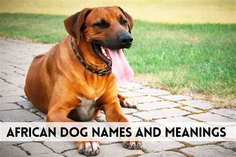 450 African Dog Names And Meanings The Ultimate List