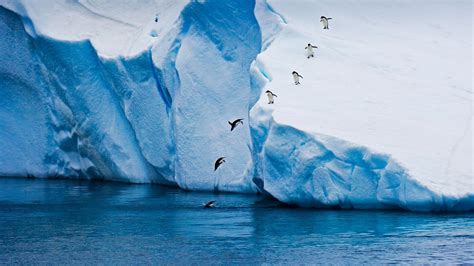 从冰山跃入水中的阿德利企鹅，南极 必应™ Bing™壁纸画廊