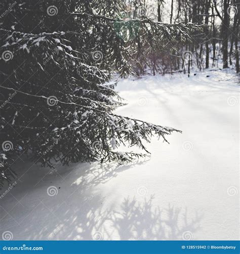 Snow Covered Coniferous Tree Branches On Sunny Day Stock Photo Image