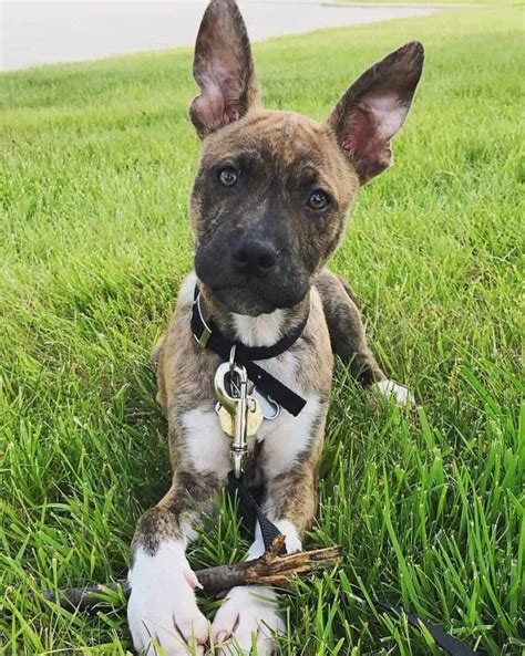 German Pit German Shepherd And Pitbull Mix Info Pictures Facts Faqs