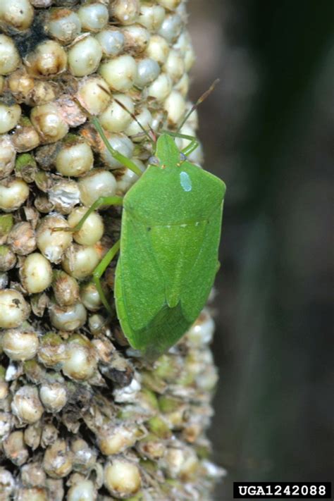 Southern Green Stink Bug Nezara Viridula