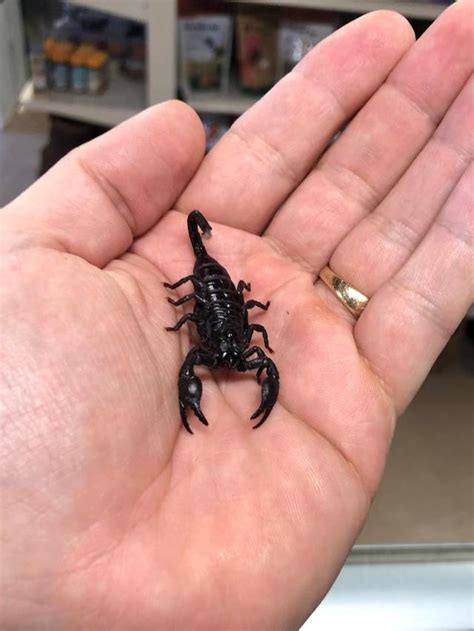Primarily nocturnal, scorpions often play the role of evildoers in fables and legends. EMPEROR SCORPIONS - (born at reptile rapture) Pandinus ...