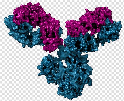 Monoclonal Antibody Immunoglobulin M B Cell Irregular Lines