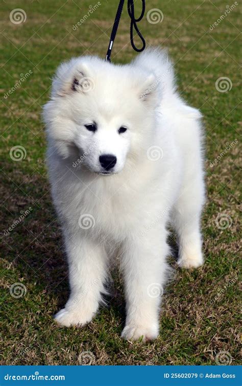 Cute Samoyed Puppy Royalty Free Stock Images Image 25602079