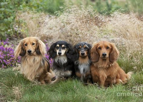 Dachshunds are prone to intervertebral disc disease (ivdd) because of their long backs. Miniature Long Haired Dotson