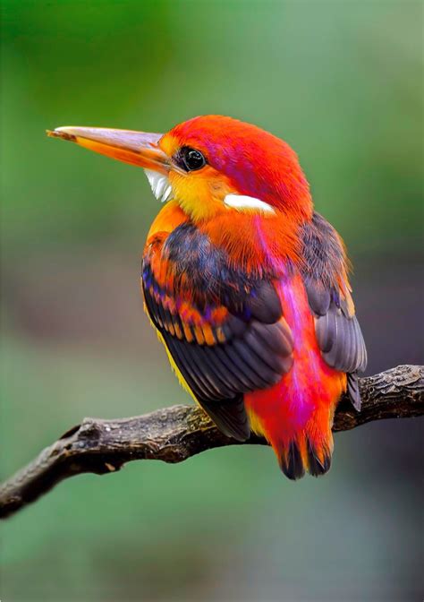 The Rufous Backed Kingfisher Ceyx Rufidorsa Of Southeast Asia These