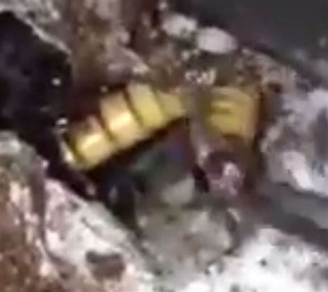 Watch Shock As Huge Spider Bursts From Hole When Unknowing Man Tries