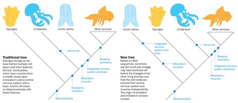 Science Visualized Phylogenetic Trees Some Basic Illustrations Top