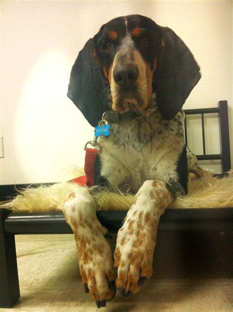 Bluetick Coonhound Why What Big Ears You Have