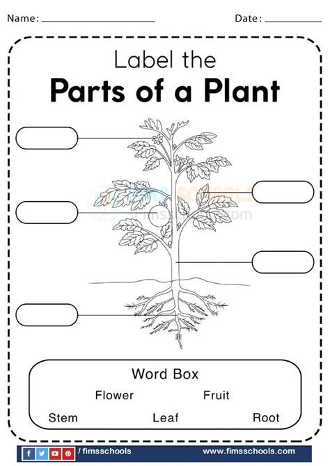 Parts Of A Plant Worksheets Page 9 Fims Schools