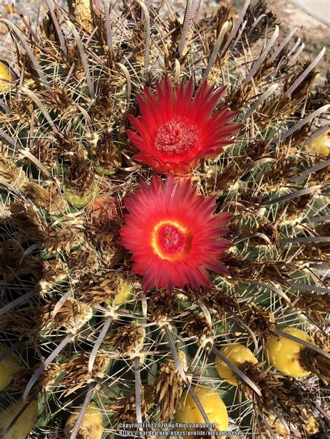 Arizona Barrel Cactus Ferocactus Wislizeni