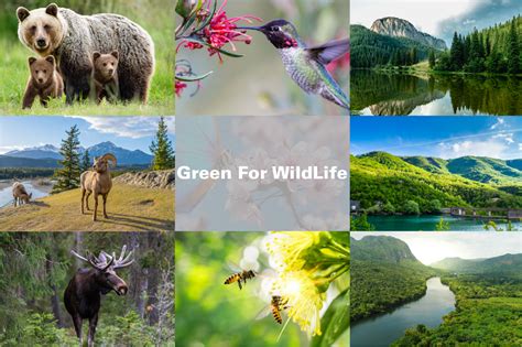 Green For Wildlife Charities Announced Gfl Environmental Inc