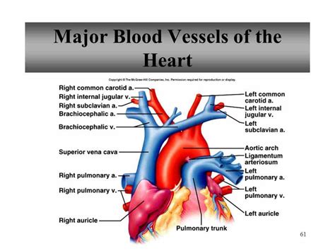 Major Blood Vessels In The Heart
