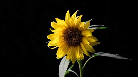 Dark Sunflower Wallpapers Top Free Dark Sunflower Backgrounds