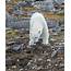 Polar Bear Svalbard Spitsbergen Wildlife Arctic Research 
