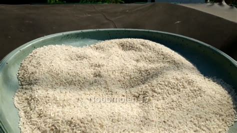 Kutu beras akan keluar dari beras untuk cari mungkin ada lagi petua yang lain untuk mengelakkan beras di masuki dan di huni kutu beras. 7 Tips Ampun Hilangkan Kutu Beras yang Terlanjur Bersarang ...