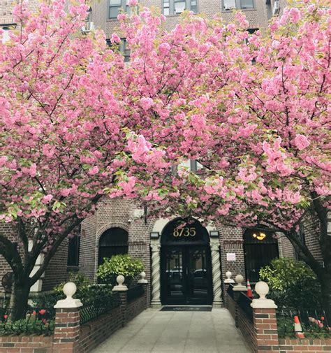The song was recorded in 2013 and three takes were done. Cherry Blossom Photo Contest | The Cherry Blossom Building