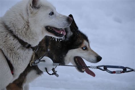 How To Train Your Dog To Pull A Sled The Dog People By