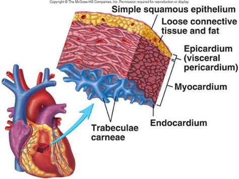 Myocardium Pulmonary Function I Outline By Human Physiology