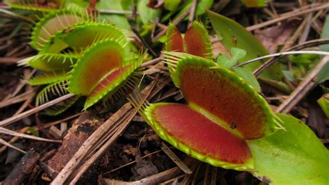 How To Take A Bite Out Of Venus Flytrap Poaching • The Revelator
