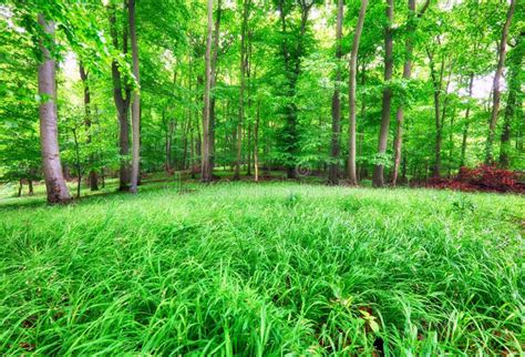 Forest Landscape With Green Grass And Woods At Spring Stock Photo