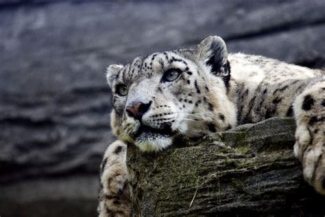 Snow Leopard Snow Leopard Dangerous Animals Animals