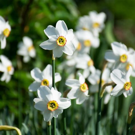 Narcissus Poeticus Var Recurvus White Flower Farm
