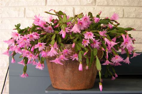 Hows Your Easter Cactus Doingany Blooms Cacti And Succulents Forum