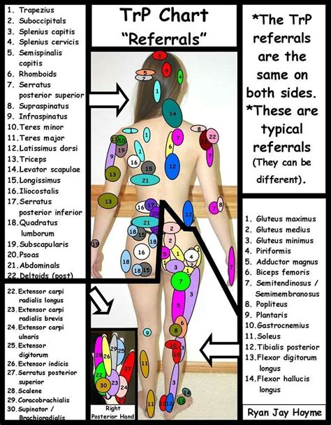 trigger points with images massage therapy massage pictures massage nerd