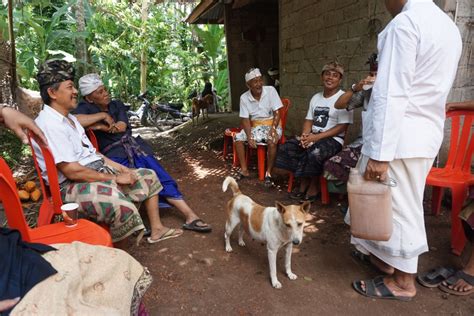 Pengendalian Rabies Berbasis Budaya Di Bali Balebengongid