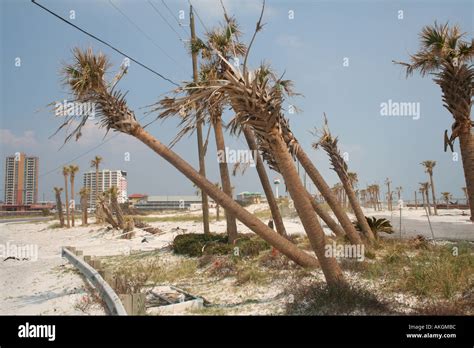 Hurricane Damage To Palm Trees Two Weeks After Hurricane Katrina