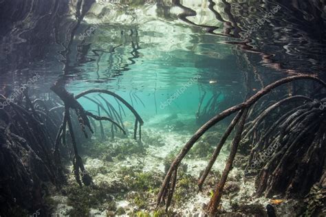 Mangrove Roots Underwater Stock Photo By ©ead72 70936373